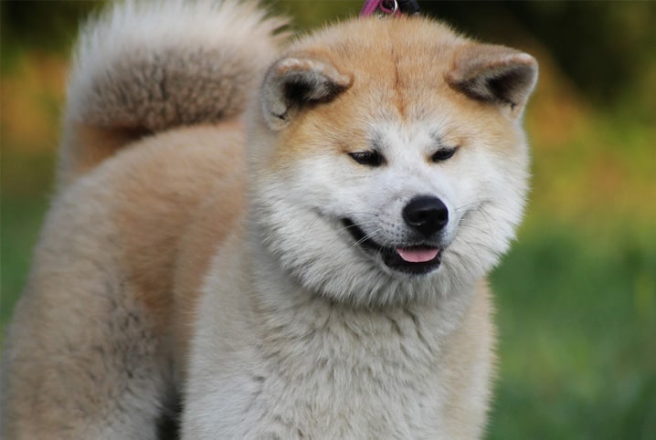 files/raca-de-cachorro-japones-2.jpg
